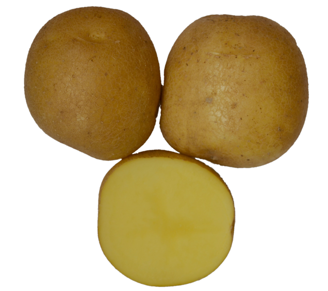 Adretta Kartoffel