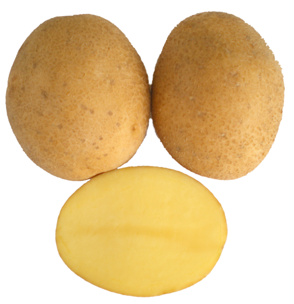 Afra Kartoffel