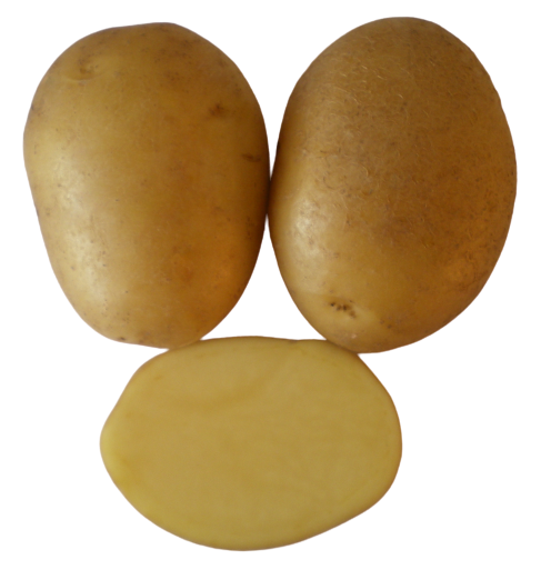 Agria Kartoffel
