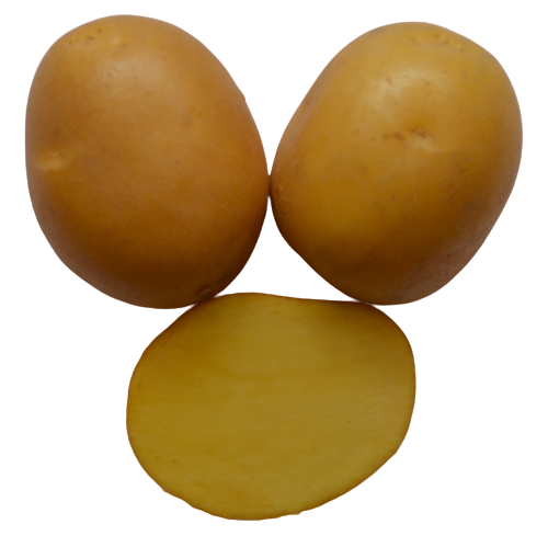 Concordia Kartoffel