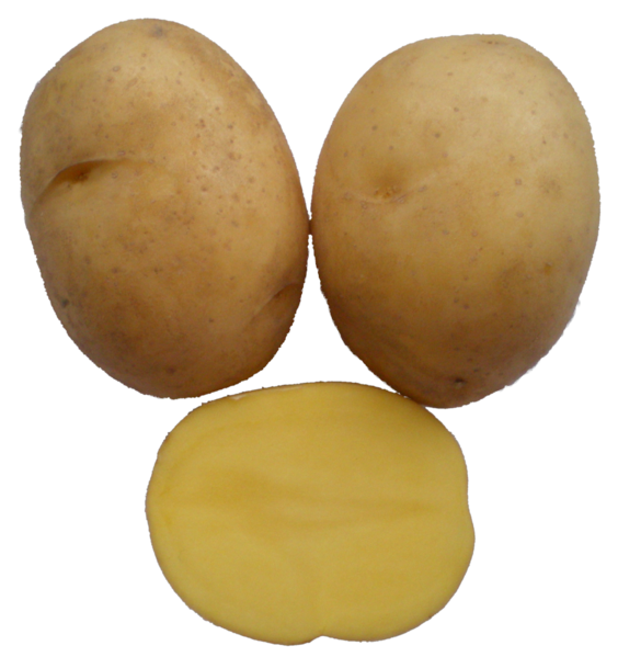 Gala Kartoffel