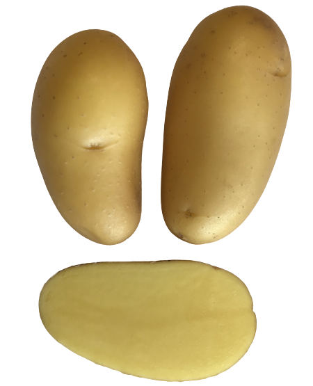 Glorietta kartoffel