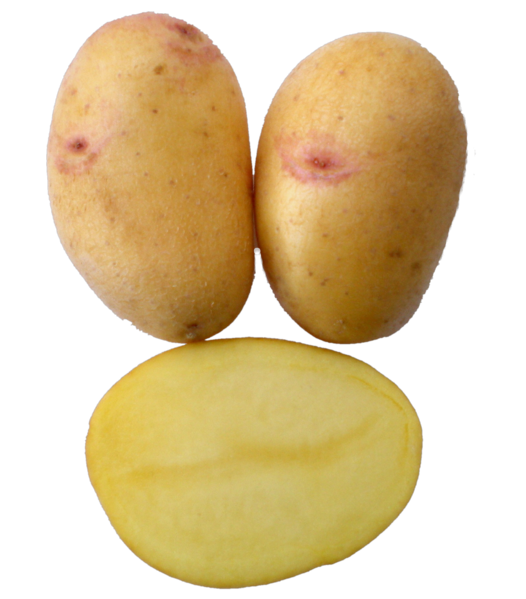 Quarta Kartoffel