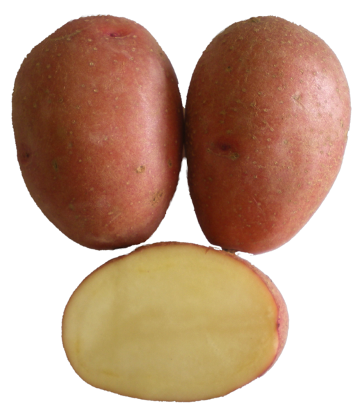 rosara Kartoffel