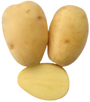 Solara Kartoffel