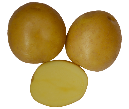 Solist kartoffel