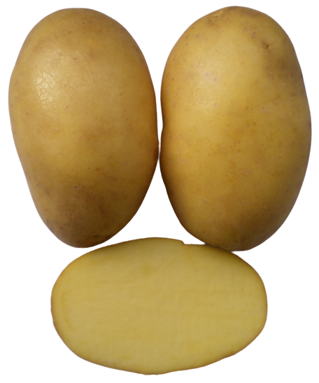 Talent Kartoffel