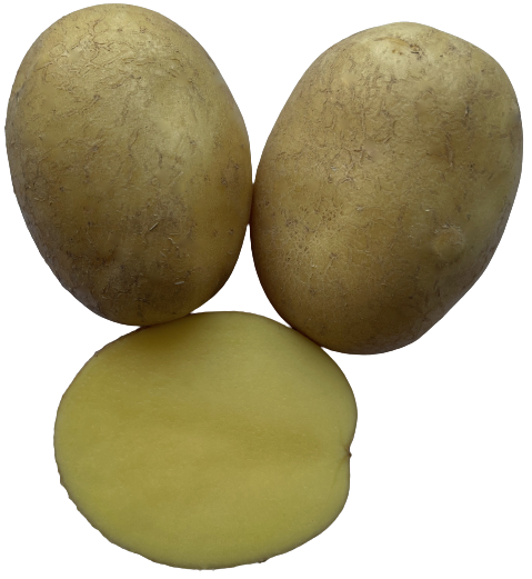 Kartoffel Sunita